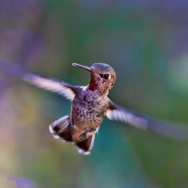 La leyenda del colibrí