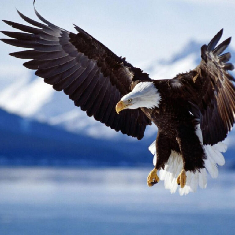 La renovación del Águila